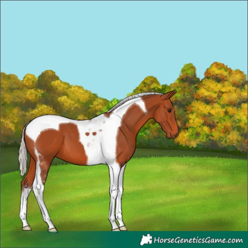 Horse Color:Silver Bay Tobiano 
