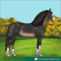 Horse Color:Brown 