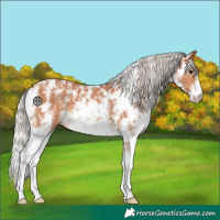 Horse Color:Silver Bay Sabino