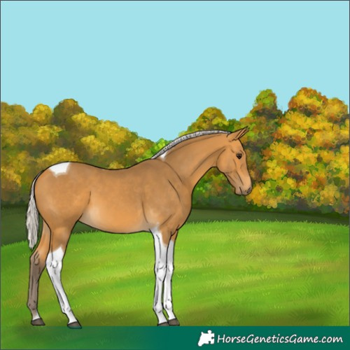Horse Color:Silver Buckskin Tobiano