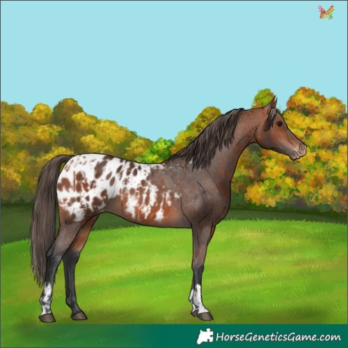 Horse Color:Bay Appaloosa  and Bay Appaloosa 