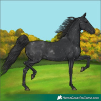 Horse Color:Black 