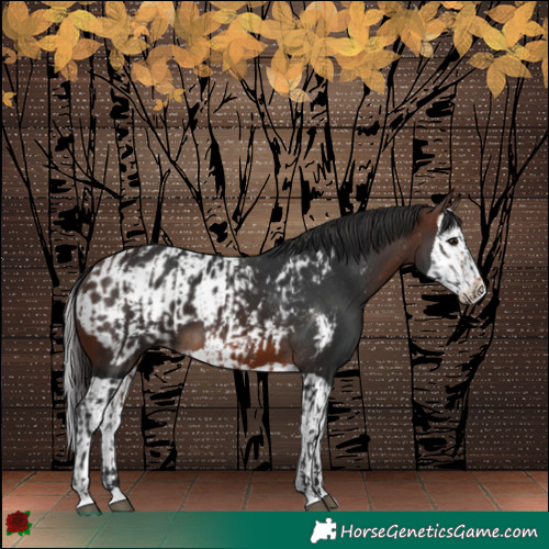 Horse Color:Brown  and Brown Splash Blanket 