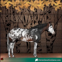 Horse Color:Brown and Brown Splash Appaloosa