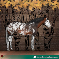 Horse Color:Brown  and Brown Splash Appaloosa 
