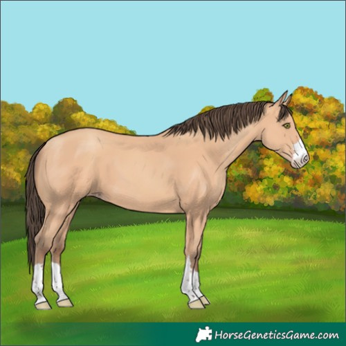 Horse Color:Amber Champagne 