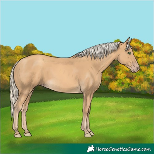 Horse Color:Gold Cream Champagne