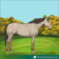 Horse Color:Classic Champagne Dun 