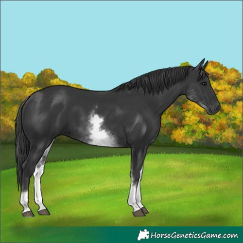 Horse Color:White Spotted Black