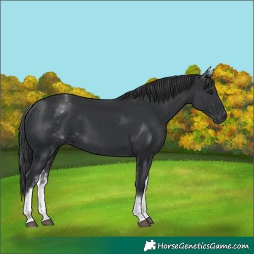 Horse Color:White Spotted Black