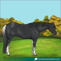 Horse Color:White Spotted Black