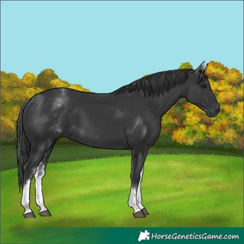 Horse Color:White Spotted Black