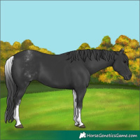 Horse Color:White Spotted Black