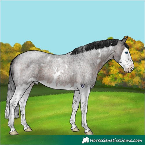 Horse Color:White Spotted Brown Roan Splash Rabicano 