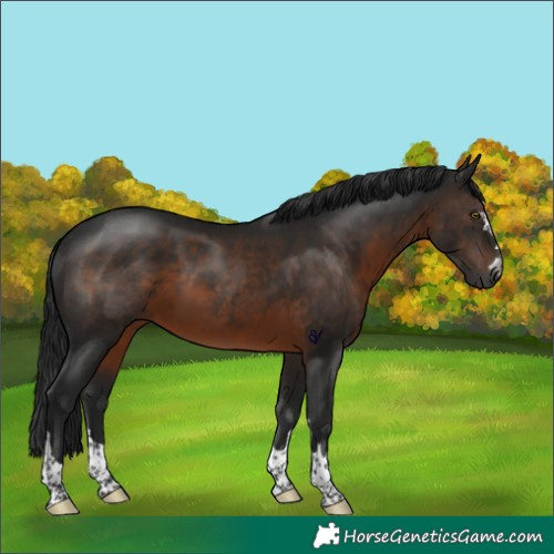 Horse Color:Gray Brown Rabicano 