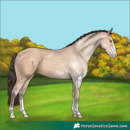 Horse Color:Amber Champagne 