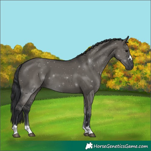 Horse Color:Grullo 