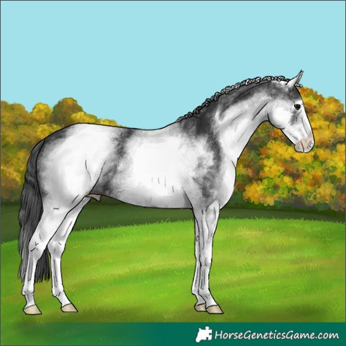 Horse Color:White Spotted Black 