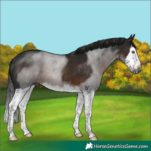 Horse Color:Gray Brown Splash Rabicano 