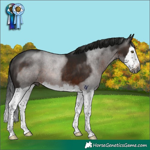 Horse Color:Gray Brown Splash Rabicano 