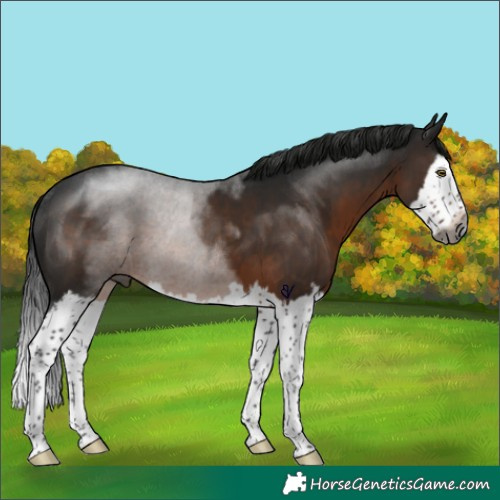 Horse Color:Gray Brown Splash Rabicano 