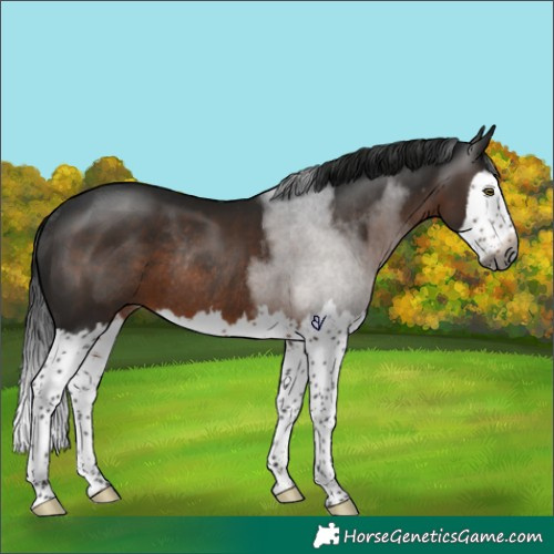 Horse Color:Gray Brown Splash Rabicano 