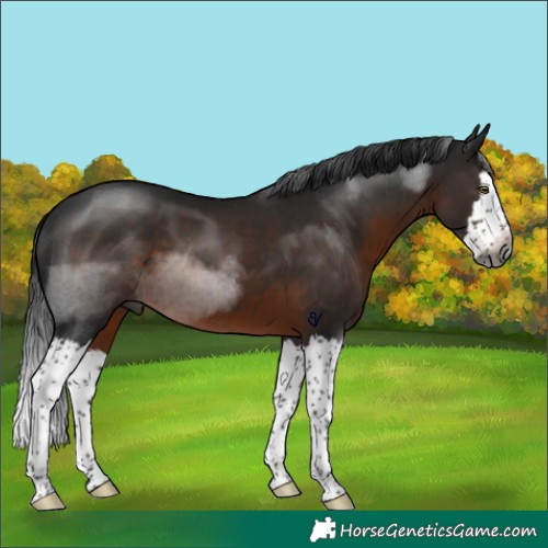 Horse Color:Gray Brown Splash Rabicano 