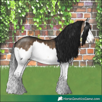 Horse Color:Gray Brown Dun Splash Rabicano 
