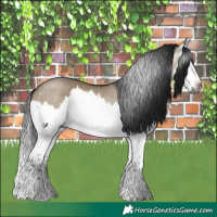 Horse Color:Gray Brown Dun Splash Rabicano