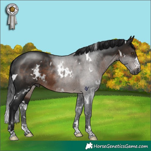 Horse Color:Gray White Spotted Brown Rabicano 