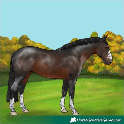 Horse Color:Gray Brown Rabicano 