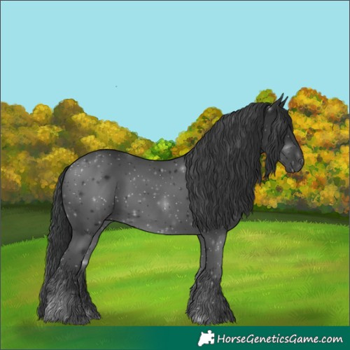 Horse Color:Black 