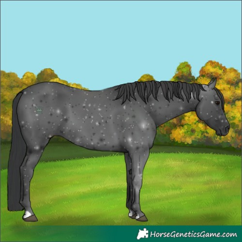 Horse Color:Black 