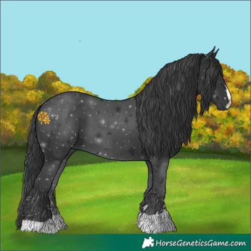 Horse Color:Black 