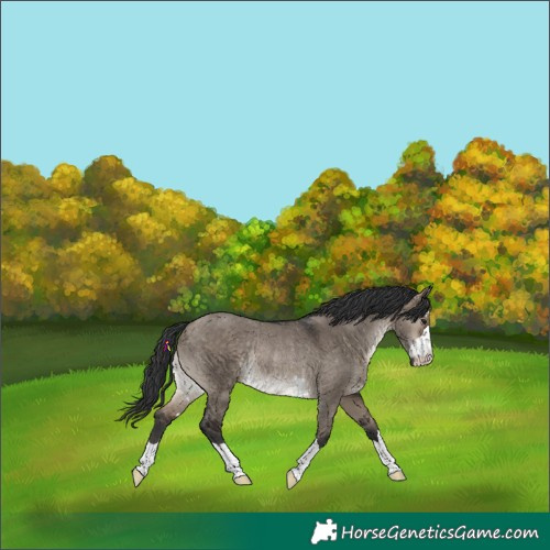 Horse Color:Brown Dun Rabicano 