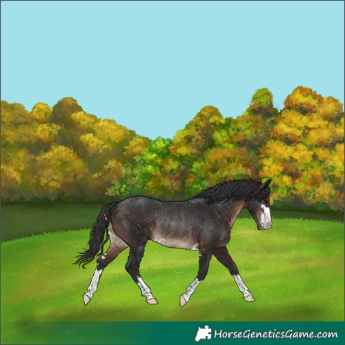Horse Color:Brown Rabicano 
