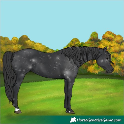Horse Color:Unknown 