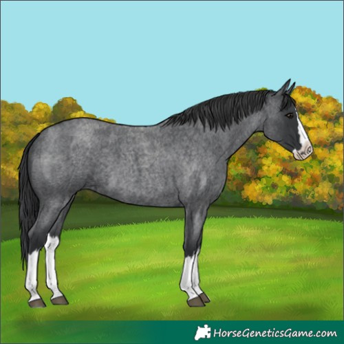 Horse Color:Blue Roan Splash 
