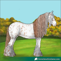Horse Color:Gold Champagne Near Leopard and White Spotted Gold Champagne Near Leopard