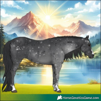 Horse Color:Black 