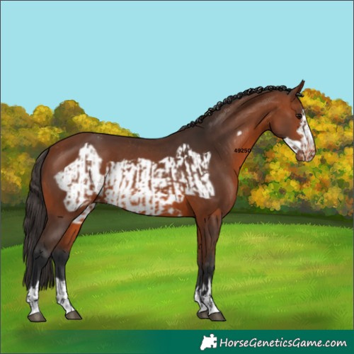 Horse Color:Bay Appaloosa  and Bay Frame Appaloosa 