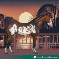 Horse Color:Bay Varnish  and Bay Frame Varnish 