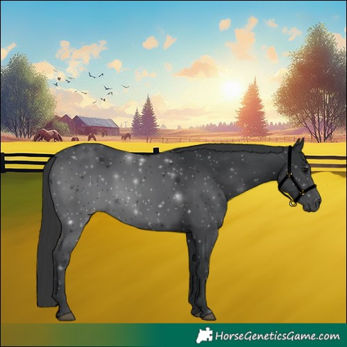 Horse Color:Black 