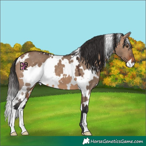 Horse Color:White Spotted Brown Dun 