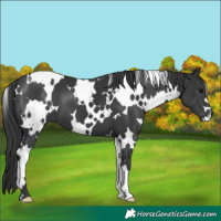 Horse Color:White Spotted Black