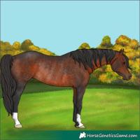 Horse Color:Brown Rabicano 