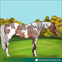 Horse Color:White Spotted Silver Brown Roan