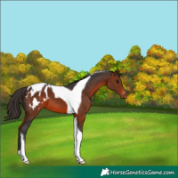 Horse Color:Bay Tobiano Blanket 
