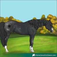Horse Color:Black 
