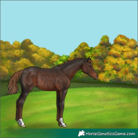 Horse Color:Liver Chestnut Rabicano
